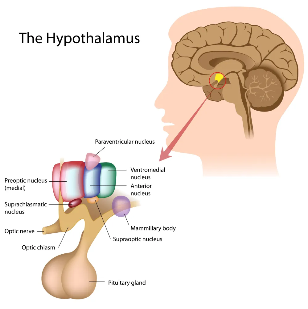 Circadian light and the biological clock