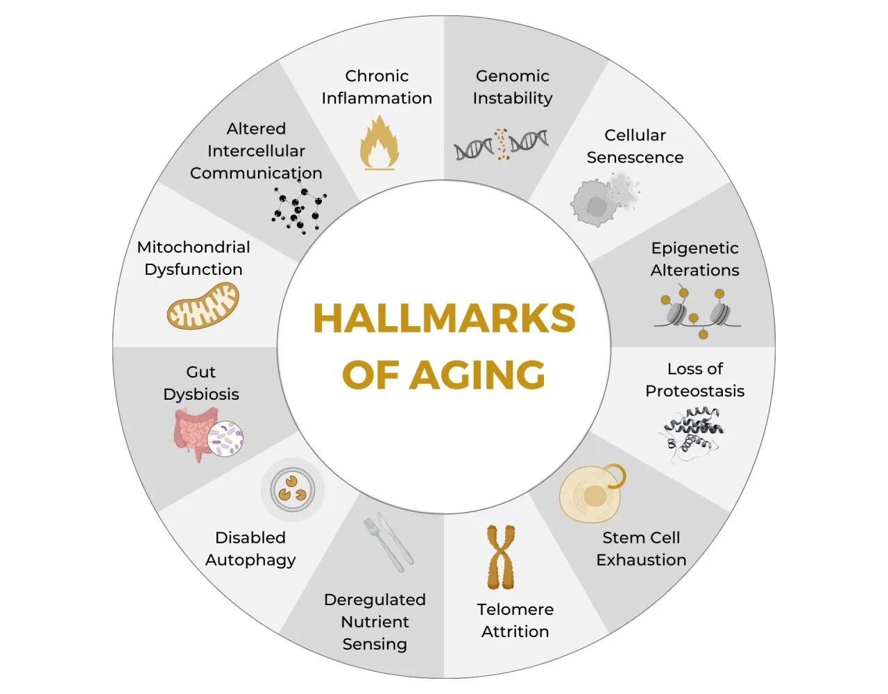 Hallmarks of aging wheel, with epigenetic alterations as one of many processes